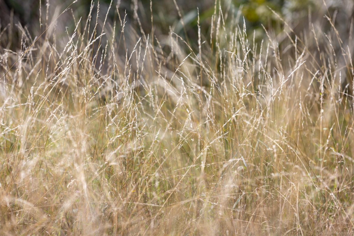 Tuin: deze invasieve plant kan uw bloembedden ruïneren, waarschuwt een tuinier