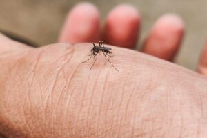 De meest effectieve tips om deze zomer vaarwel te zeggen tegen muggen