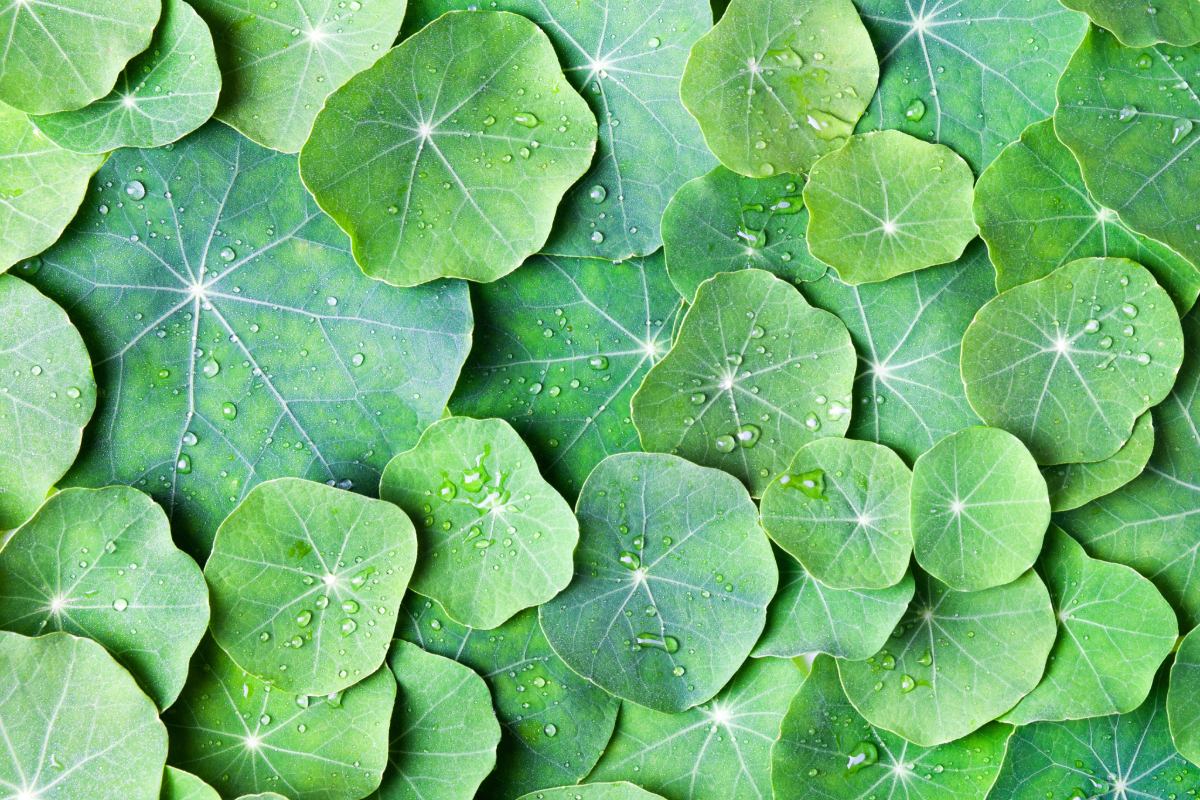 De plant om nu te planten: eetbaar, beschermt en verfraait je tuin