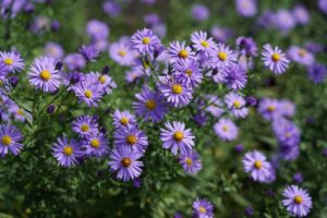 De sterplant van de zomer om in juli te planten voor bloei tot oktober