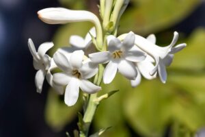 Deze door parfumeurs gewaardeerde plant bloeit weer op onze balkons en terrassen vanaf eind juli