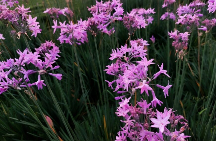 Deze minder bekende soorten die je voor eind augustus moet planten