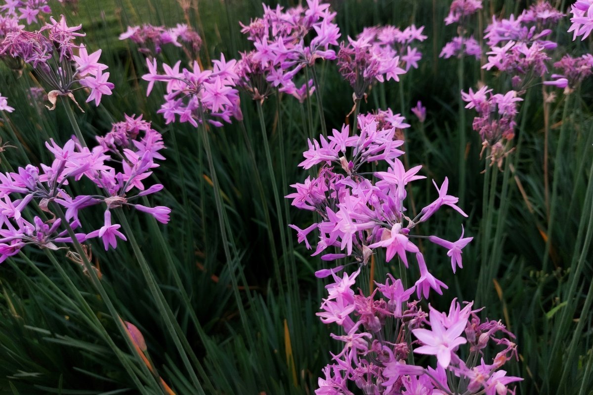 Deze minder bekende soorten die je voor eind augustus moet planten