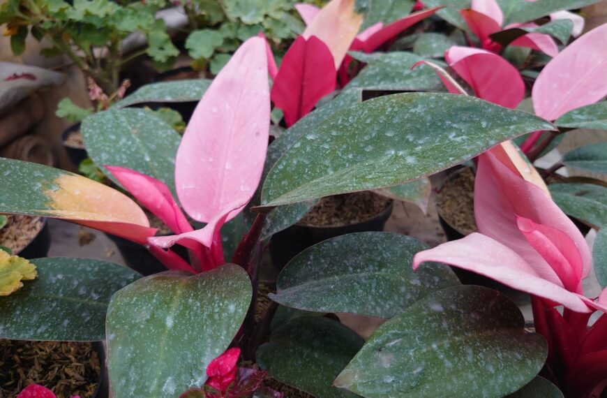 Deze onderhoudsvriendelijke plant zou geluk brengen in de liefde deze zomer, volgens Feng Shui
