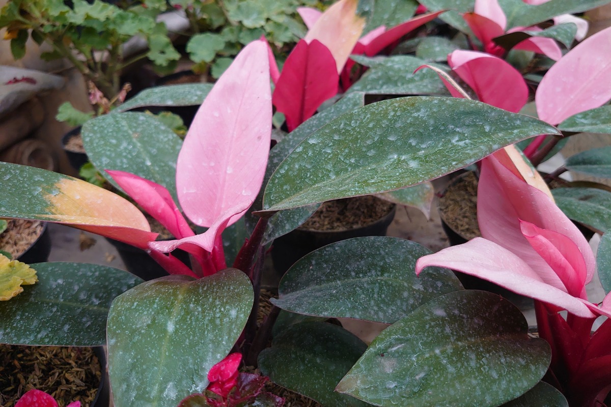 Deze onderhoudsvriendelijke plant zou geluk brengen in de liefde deze zomer, volgens Feng Shui