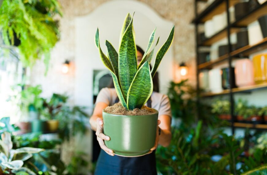 Deze ongeluksplanten moet je absoluut vermijden in je interieur