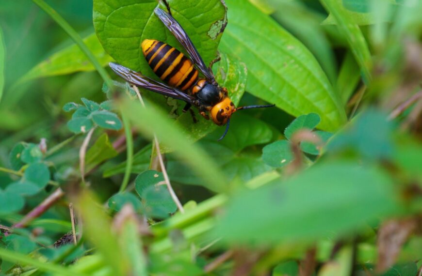 Deze planten en geuren trekken speciaal Aziatische hoornaars aan, om te weten om ze te vermijden