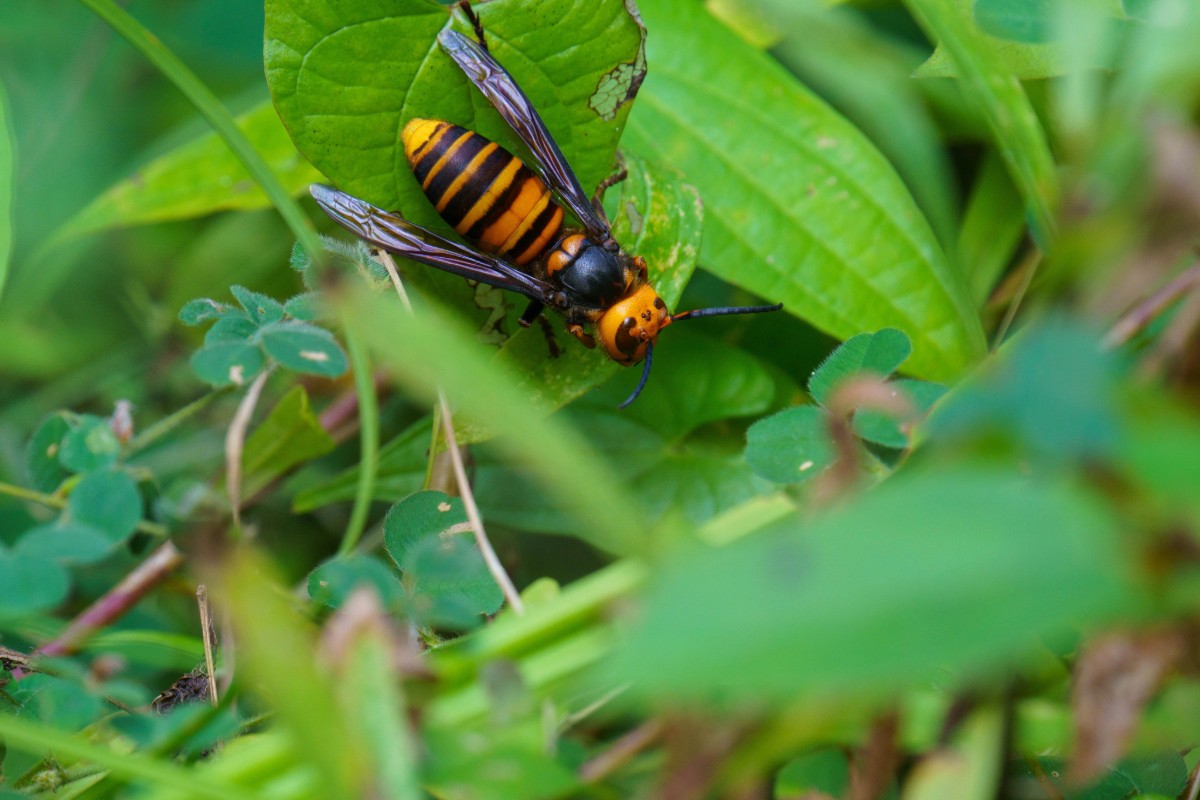 Deze planten en geuren trekken speciaal Aziatische hoornaars aan, om te weten om ze te vermijden