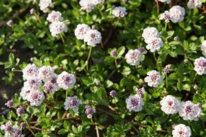 Plant deze 3 resistente soorten om een droog gebied vanaf de lente in een groene oase te veranderen