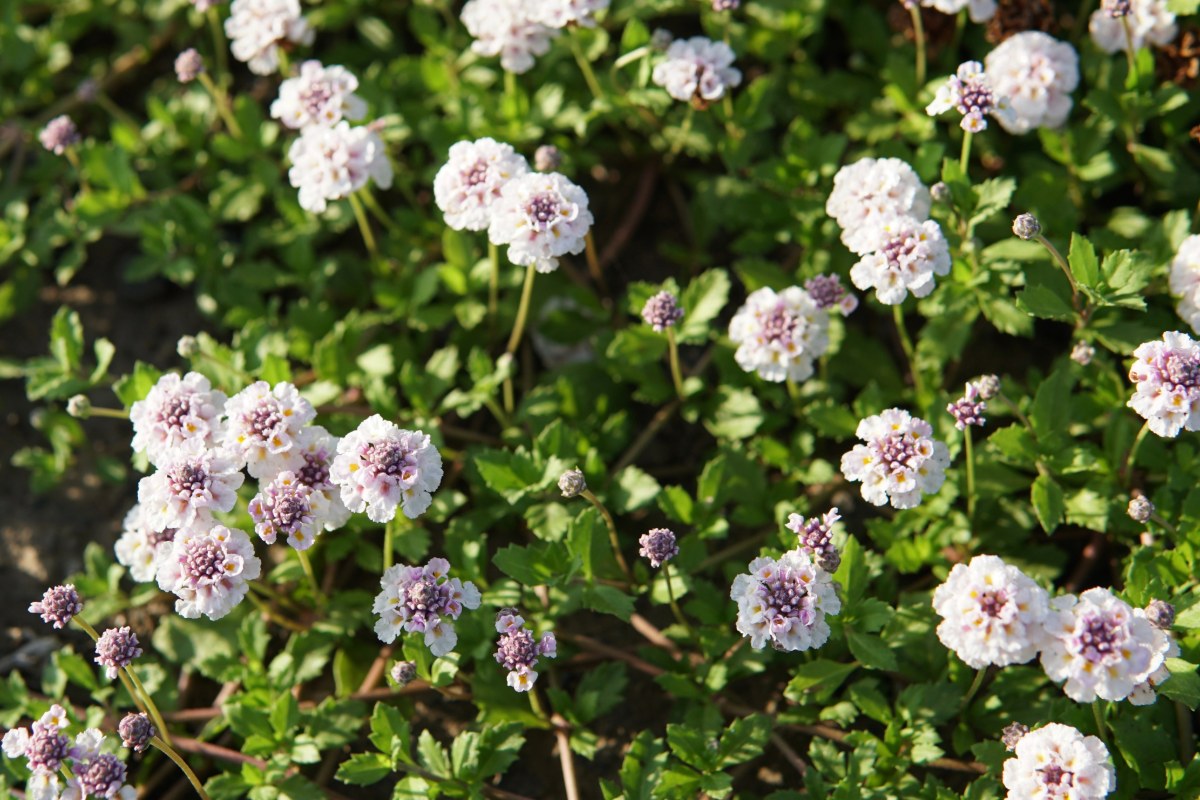 Plant deze 3 resistente soorten om een droog gebied vanaf de lente in een groene oase te veranderen