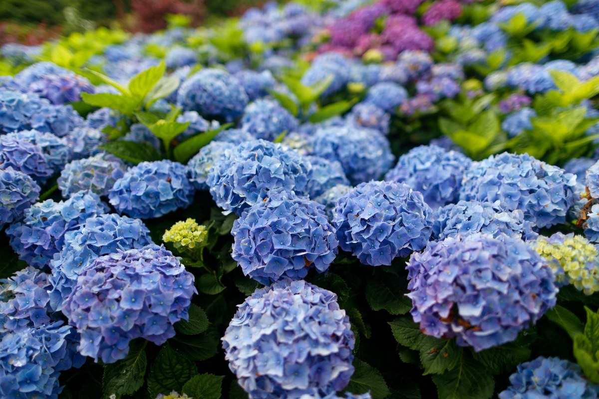 Verwelken uw hortensia's ondanks het water geven? Dit kunt u doen als de hitte hen te veel wordt