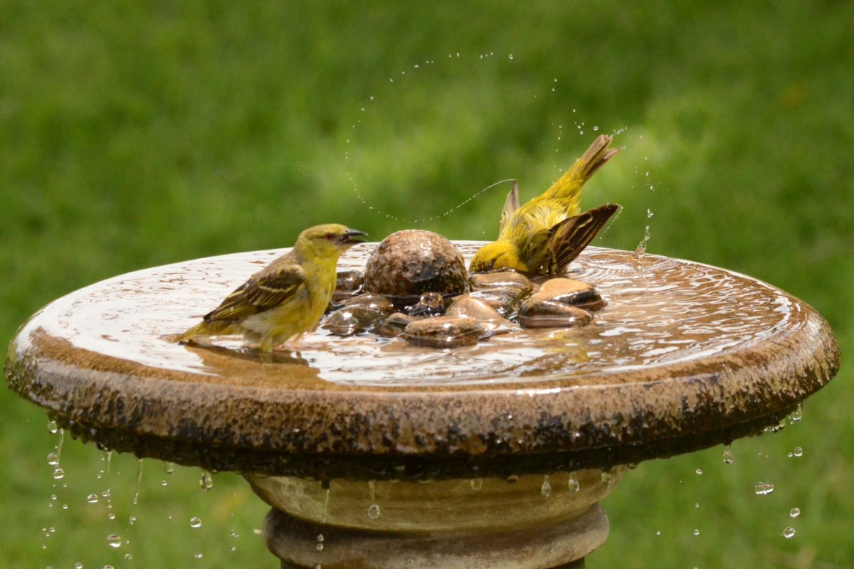 Vogelbadjes: een veelgemaakte fout in de zomer die ze in gevaar kan brengen