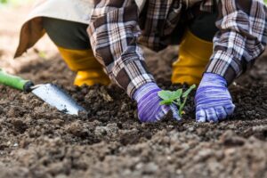 Wat je absoluut moet zaaien in juli voor een rijke moestuin tot de herfst