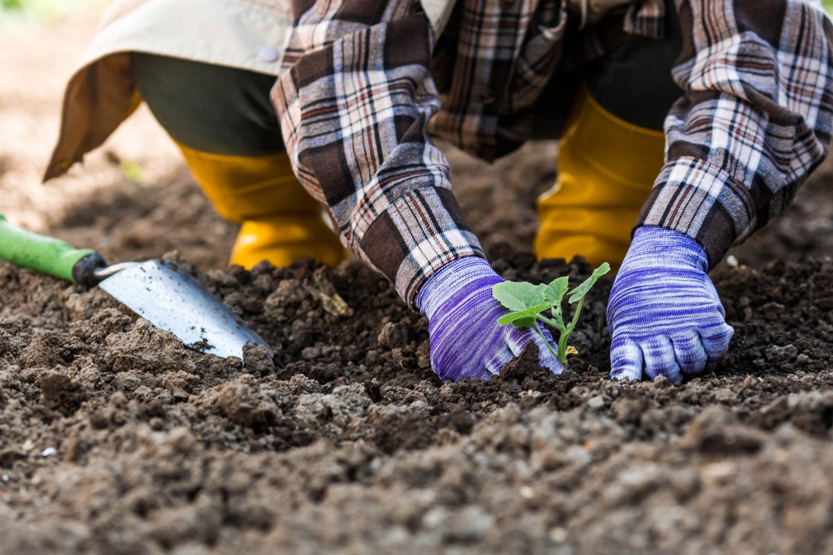 Wat je absoluut moet zaaien in juli voor een rijke moestuin tot de herfst