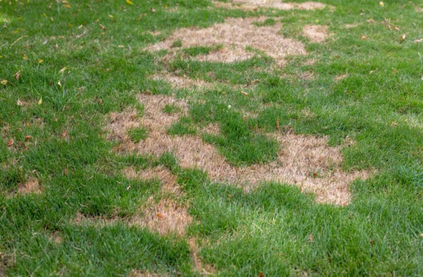 Zo behandel je makkelijk bruine vlekken in het gazon deze zomer