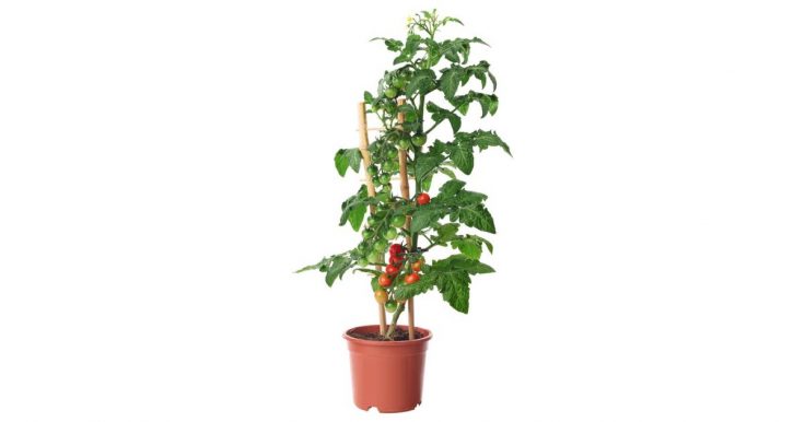 tomatos
