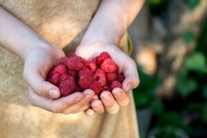 Hoe frambozen effectief wassen zonder pesticiden of residuen achter te laten