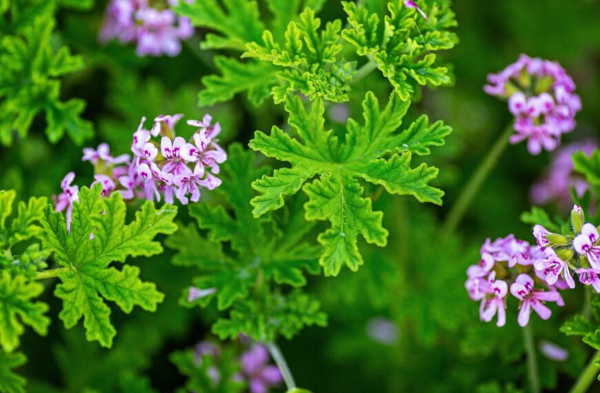 Deze plant trekt muggen aan en vernielt je plantenbedden: je kunt hem beter verwijderen
