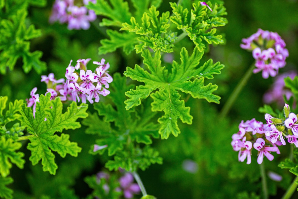 Deze plant trekt muggen aan en vernielt je plantenbedden: je kunt hem beter verwijderen