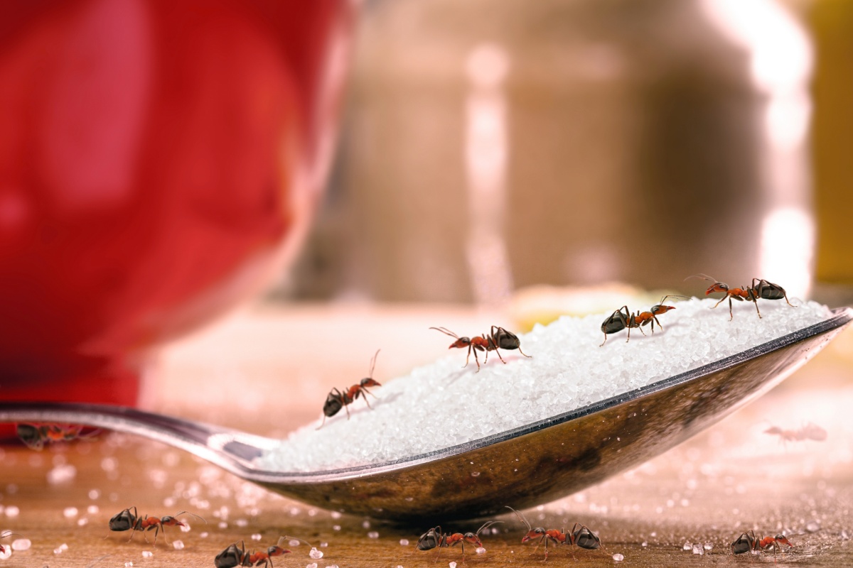 Een effectieve natuurlijke methode om mieren te verjagen tijdens de mooie dagen