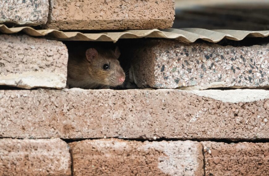 Duidelijke tekenen om een rattenplaag in de tuin te herkennen