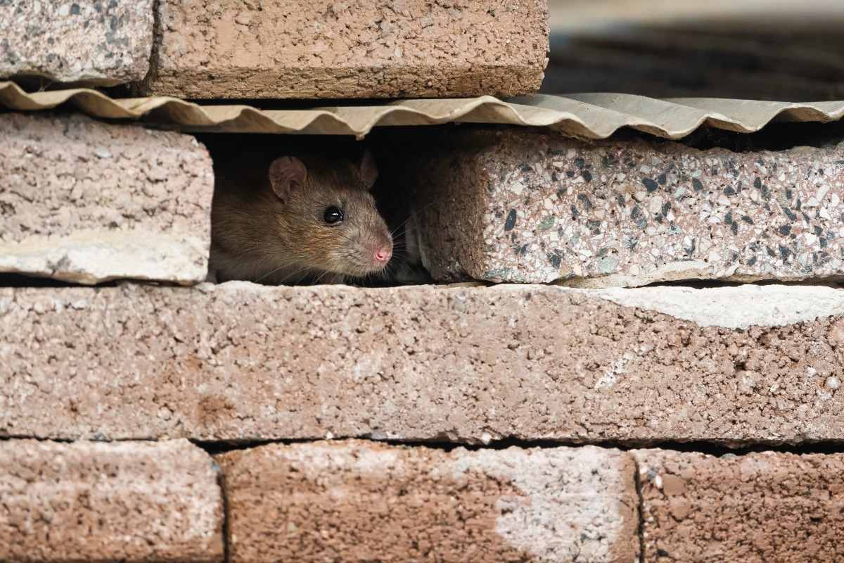 Duidelijke tekenen om een rattenplaag in de tuin te herkennen