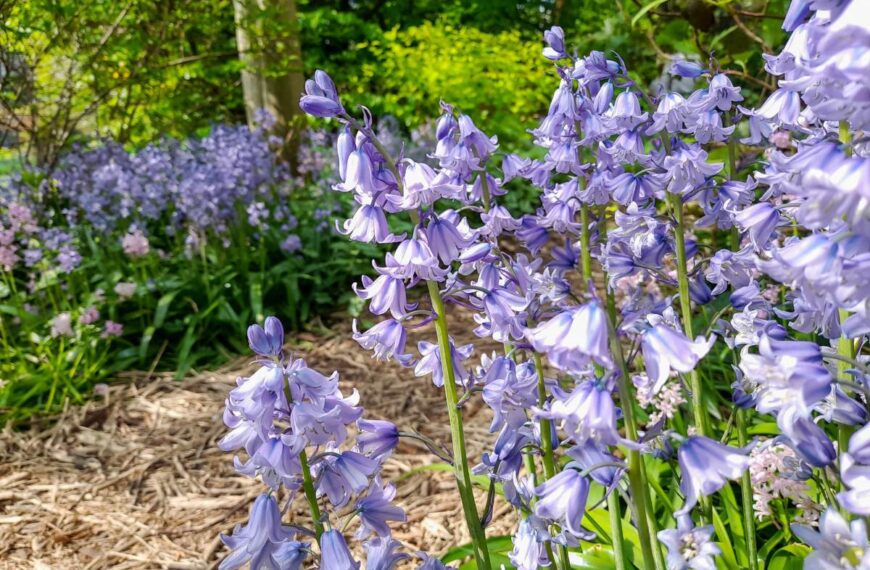 Deze mediterrane plant wordt door specialisten afgeraden voor de tuin in 2025