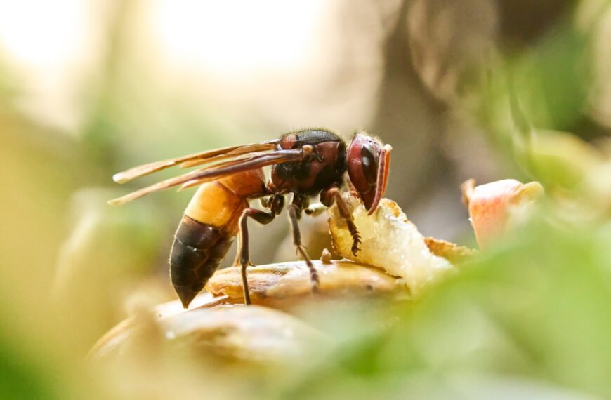 Enkele eenvoudige handelingen om een natuurlijke roofdier van wespen naar de tuin te lokken