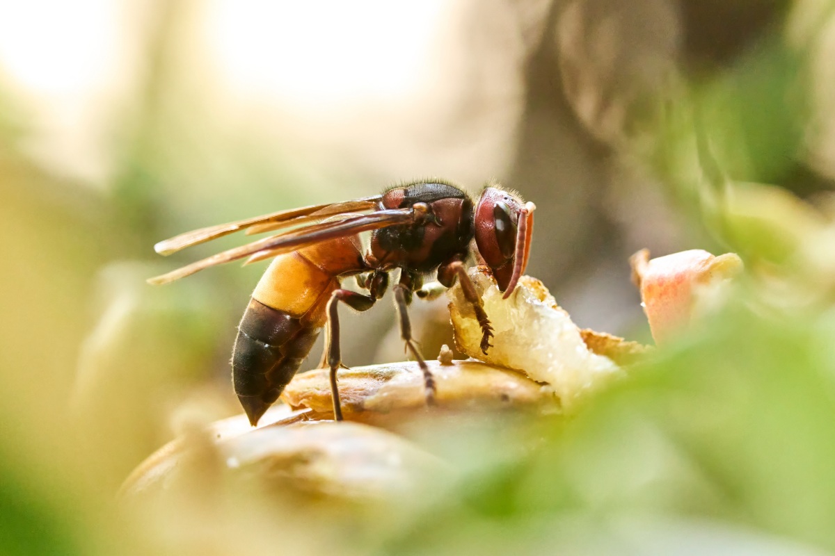 Enkele eenvoudige handelingen om een natuurlijke roofdier van wespen naar de tuin te lokken