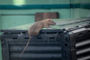 De meest voorkomende fout met compost trekt ratten aan en ruïneert de moestuin