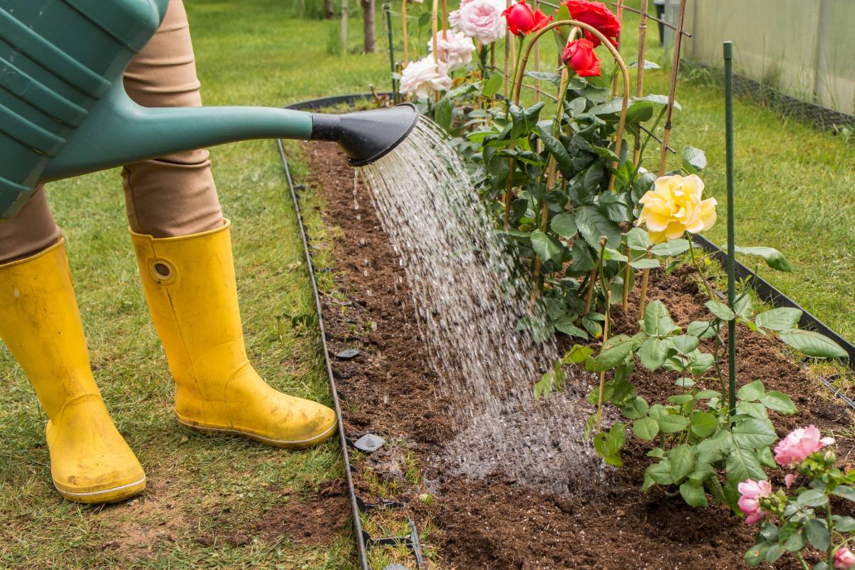 Bewateren in de zomer: wanneer, hoeveel en de fouten die u moet vermijden voor echte waterbesparing
