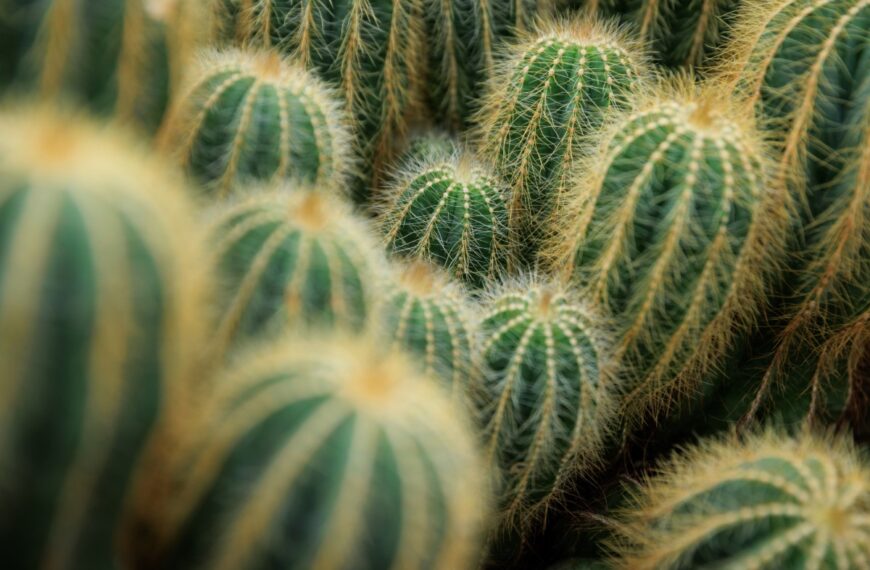 Deze planten overleven de hele zomer zonder onderhoud: perfect voor wie op vakantie gaat
