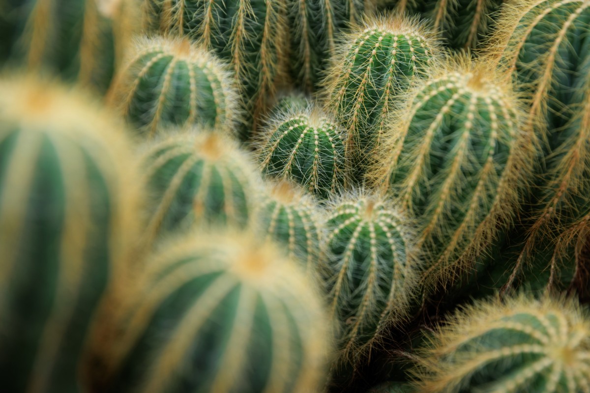 Deze planten overleven de hele zomer zonder onderhoud: perfect voor wie op vakantie gaat
