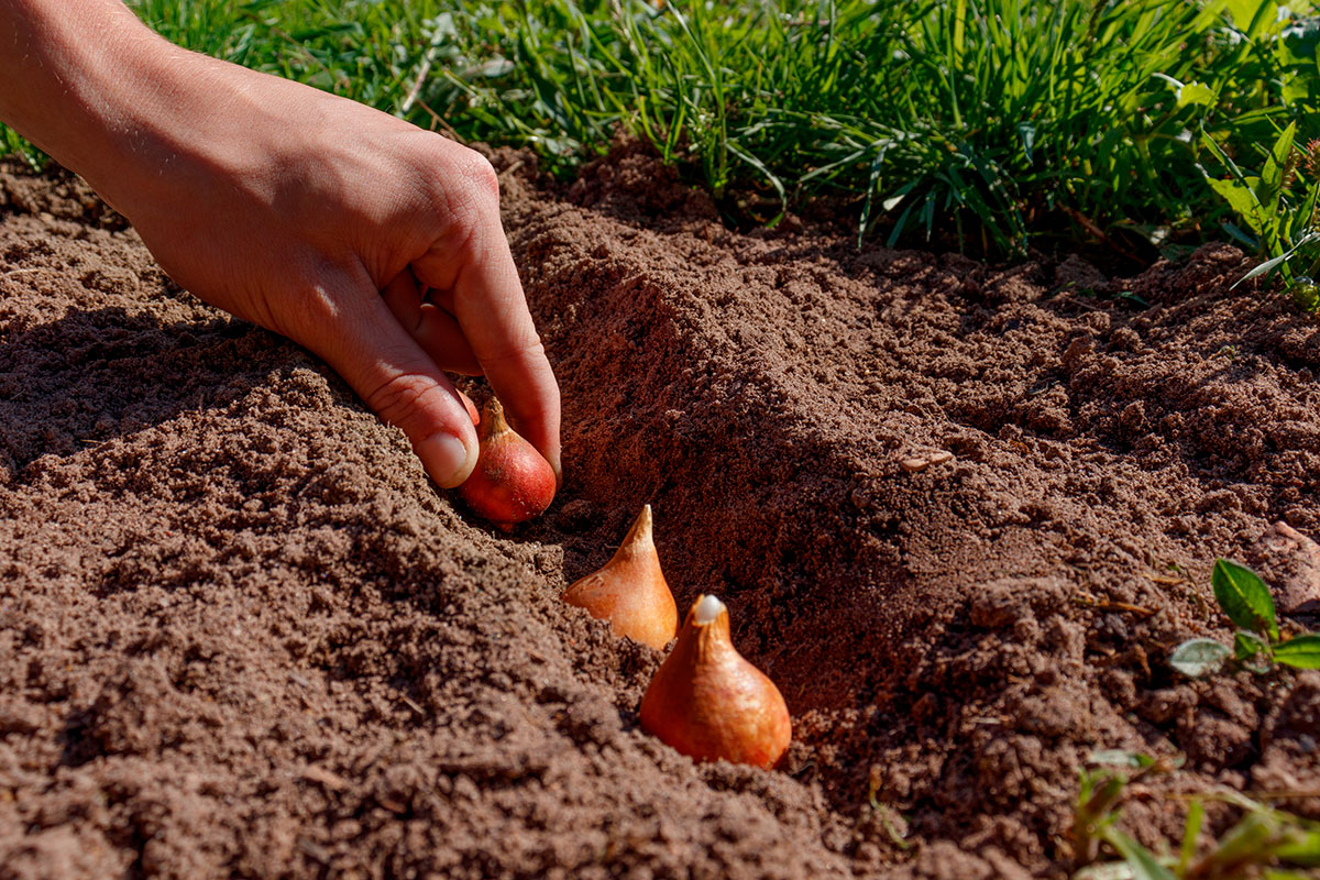 Deze groenten hoeven maar één keer geplant te worden en zorgen voor een leven lang oogsten in de tuin