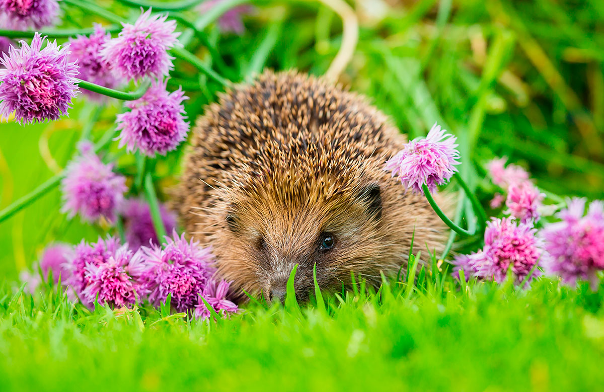 Deze plant, die in de zomer wordt uitgetrokken, is daadwerkelijk waardevol voor egels.