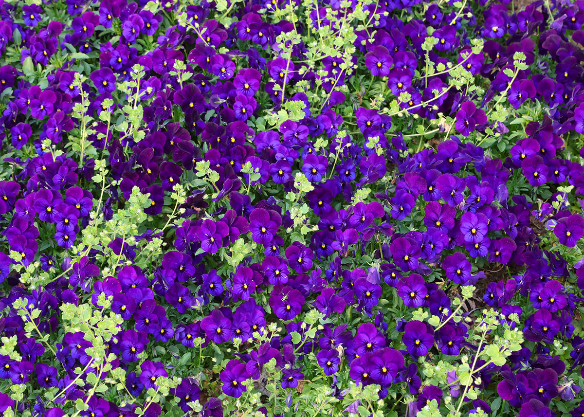 September is de perfecte tijd om deze bloem te planten en in het voorjaar van 2026 te genieten van een levendige tuin
